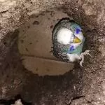 Teeny und ihre Korkhöhle - im Klettern ist sie sehr geschickt