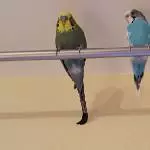  die drei von der Stange 
