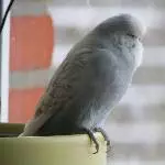 Tweety ganz wachsam