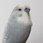 Wellensittich Tweety - neues Foto