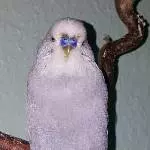 Tweety ist müde