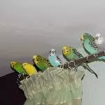 Sieben auf einem Streich