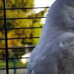Wellensittich Tweety