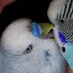 Tweety & Teeny in Love