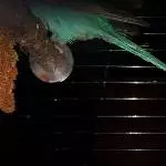 Tequila, Du Ferkel!