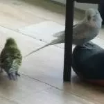 Jungs die sind zu gross für mich