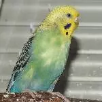 Süsse Torina