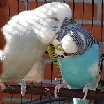 Tweety liebt seinen Teeny