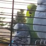 Verliebtes Chillen, Teeny und Teasy können nicht ohne einander