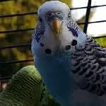Wellensittich Teeny