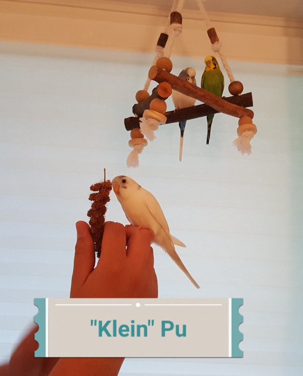 PHPSESSID