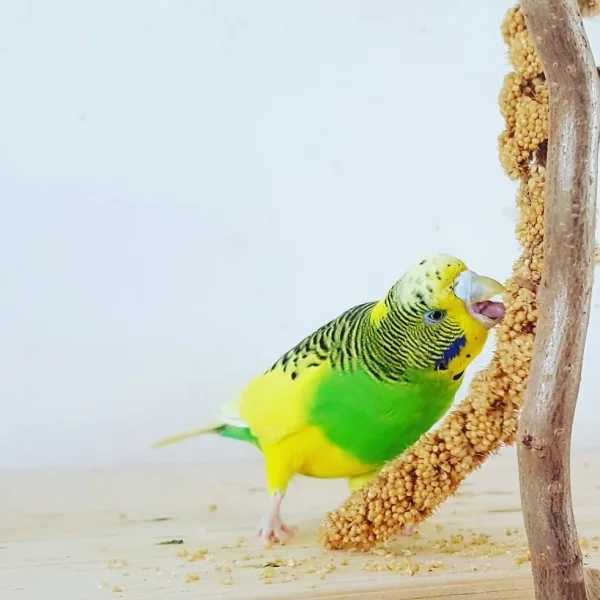 Wellensittich-Bild: Sweeeet 