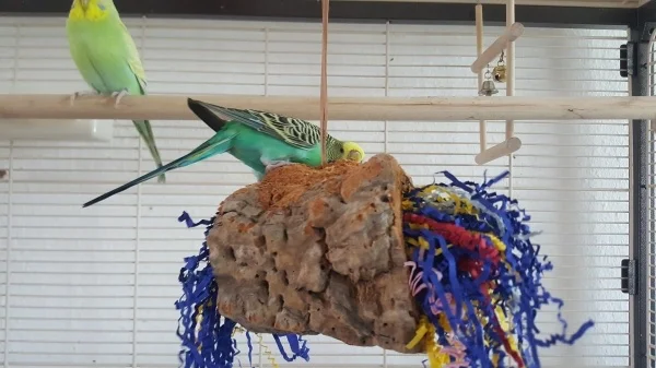 Wellensittich-Bild: Unsere Liebe, zerstör wüttige Henne Coco.