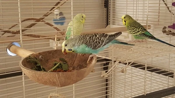 Wellensittich-Bild: Coko denkt an alle, die Beeren werden im ganzen Wohnzimmer und Käfig verteilt. :) 