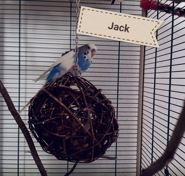 Jack