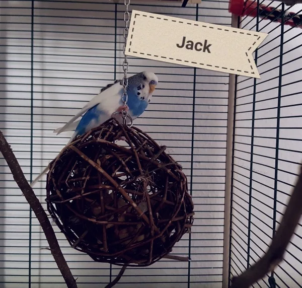 Wellensittich-Bild: Jacky liebt es zu Schaukeln. Das geht auch mit der Weiden Kugel. 