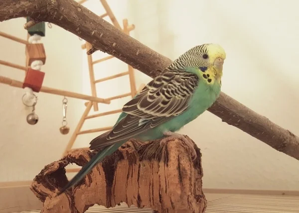 Wellensittich-Bild: Coko auf frischer tat ertappt 