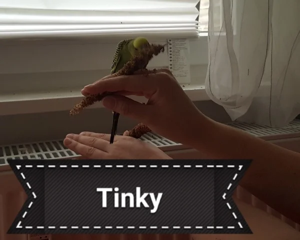 Wellensittich-Bild: Der ängstliche Tinky ganz mutig. 