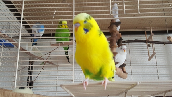 Hansi