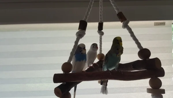 Wellensittich-Bild: Haben wir grade Hirse gehört? 
Alle 4 Jack,klein Pu, Koco und Tinky hören mir aufmerksam beim erzählen zu 