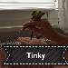 Tinky 