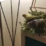 Jack mit seiner Verstorbenen Kiwi