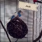 Kapitän Jack