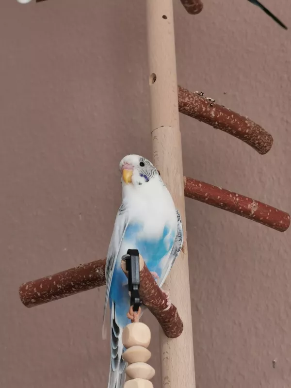 Wellensittich-Bild: Marlin mein Schelm 