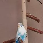 Das ist Marlin 