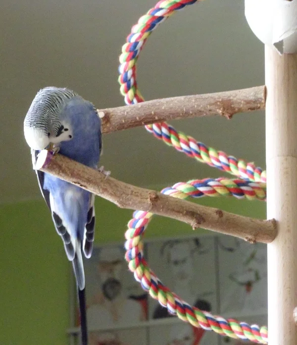 Wellensittich-Bild: Jamie inspiziert den neuen Wellibaum - scheint okay zu sein.