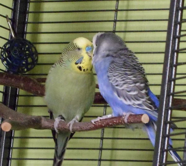 Wellensittich-Bild: Yoshi und Jamie bei der täglichen 