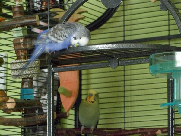 Wellensittich-Bild: Jamie:Oh, wie ich das liebe, mein Köpfchen am Gitter unseres Balkons zu kraulen!
Yoshi (im Hintergrund): Was tut der denn da?