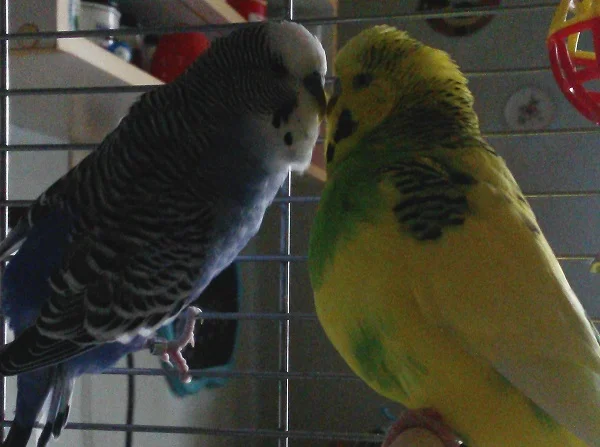 Wellensittich-Bild: Boomer (gelb) und Jamie (blau) in Kuschelstimmung