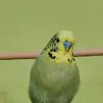 Yoshi - grün auf grün