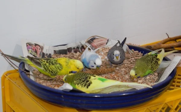 Wellensittich-Bild: Ein Teil meiner Wellis beim Frühstück 