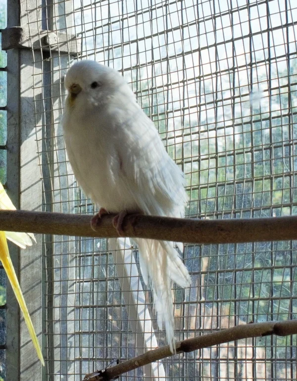 Wellensittich-Bild: Freche kleine Henne!