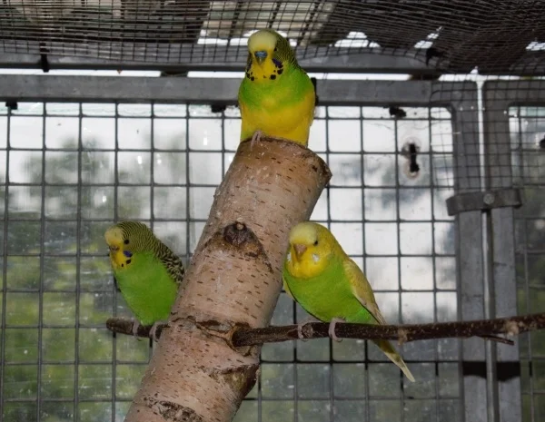 Wellensittich-Bild: Lotti, Sämi und Maeva