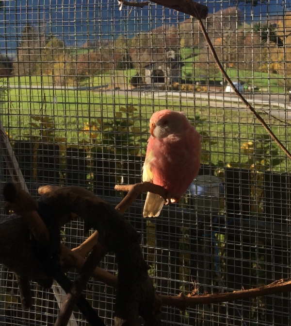 Pinky