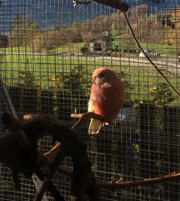 Wellensittich-Bild: Er oder Sie liebt die Sonne. Mein kleiner liebenswürdiger Tollpatsch.