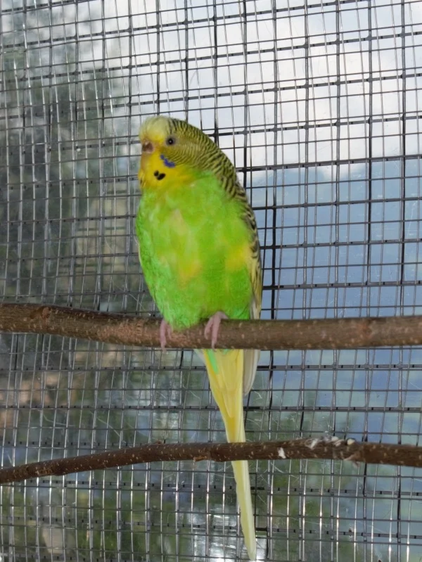 Wellensittich-Bild: Die schüchterne grosse Liebe von Bastian