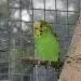 Lotti