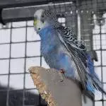 Ares, einmal durchgeschüttelt