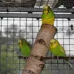 Trio, grün-gelb