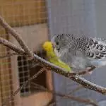 Ares als Kurzschwanz-Küken