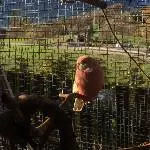 Pinky-Piet geniesst die Sonne