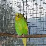 Stella-Dyneli