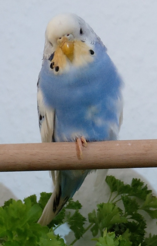 Roxanne 