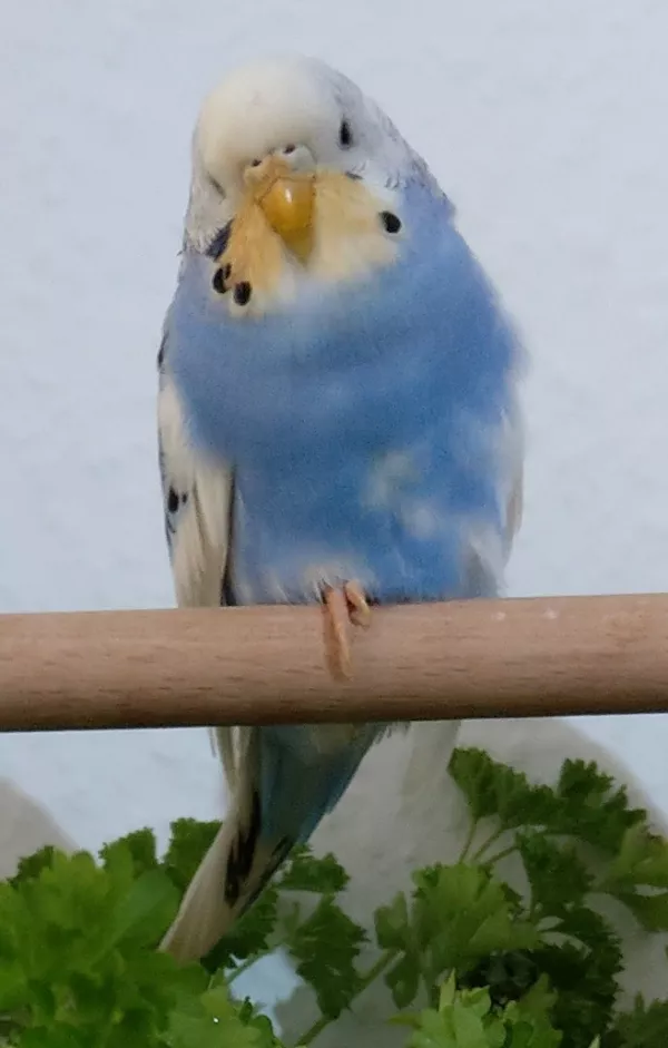 Wellensittich-Bild: Roxanne ist eine einmalige Züchtung, ein Orangegesicht und frech wie niemand sonst :D