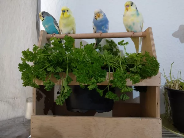 Wellensittich-Bild: Ein bisschen am chillen.