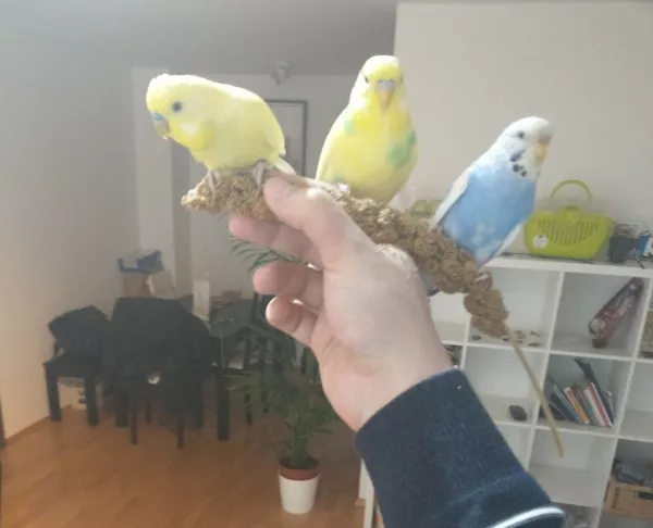 Wellensittich-Bild: Ich hab 3 Wellis auf der Hand ich bin ein Döner :D